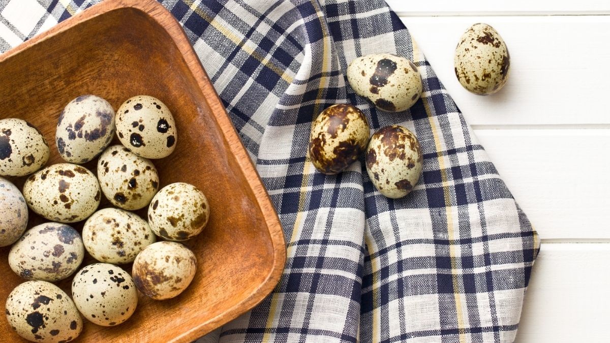 Konsumsi Telur Puyuh Bisa Balikkan Kerusakan Sel dan Obati Gejala Alergi